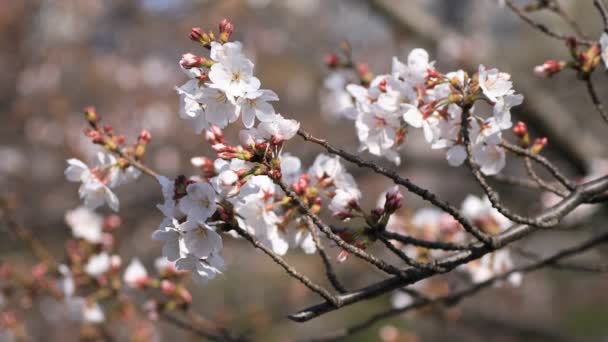 Kirsebærblomst i parken i Tokyo – stockvideo