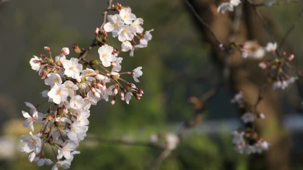 Kvetoucí třešňový Park v Tokiu — Stock video