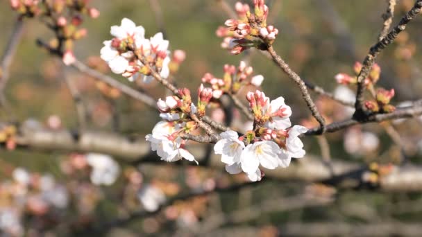 Cherry Blossom på parken i Tokyo — Stockvideo