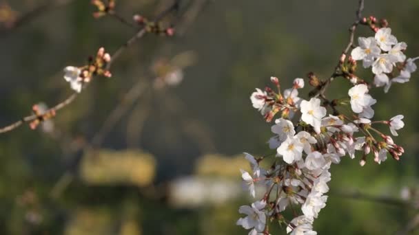 Flor de cerejeira no parque em Tóquio — Vídeo de Stock
