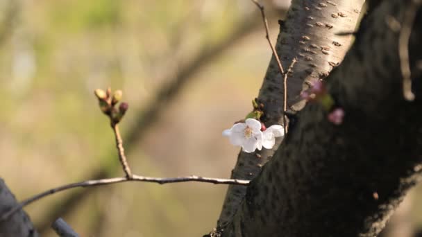 Fleur de cerisier au parc de Tokyo — Video