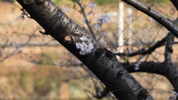 Kirschblüte im Park in Tokio — Stockvideo