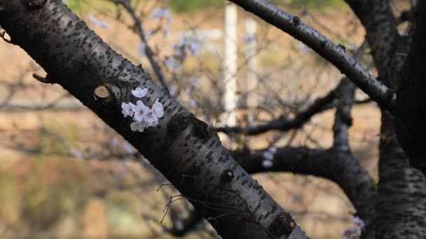 Άνθος κερασιάς στο πάρκο στο Τόκιο — Αρχείο Βίντεο