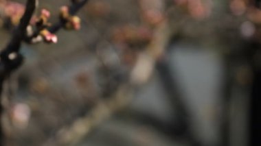 Tokyo'da parkta kiraz çiçeği panning