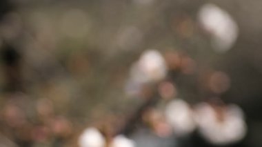 Tokyo'da parkta kiraz çiçeği panning