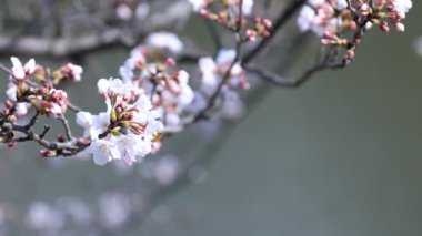 Tokyo'da parkta arı ile kiraz çiçeği