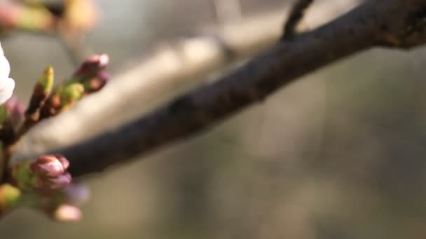 Fiori di ciliegio al parco di Tokyo panning — Video Stock