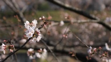 Tokyo'da parkta arı ile kiraz çiçeği