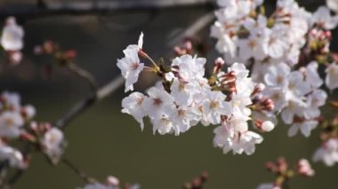 Tokyo'da parkta arı ile kiraz çiçeği