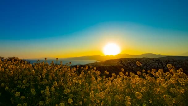 Ο χρόνος του ηλιοβασιλέματος είναι ένας κήπος με λουλούδια canola στο πάρκο Αζμαγιάμα στο Σούνναν Καναγκάουα — Αρχείο Βίντεο