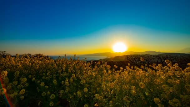 Ο χρόνος του ηλιοβασιλέματος είναι ένας κήπος με λουλούδια canola στο πάρκο Αζμαγιάμα στο Σούνναν Καναγκάουα — Αρχείο Βίντεο