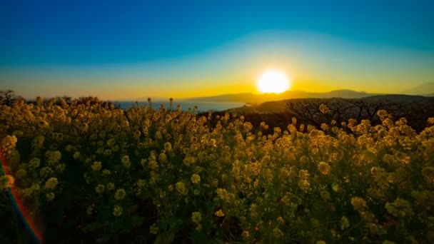 Sunset time lapse Jardín de flores de canola en el parque Azumayama en Shounan Kanagawa tiro ancho — Vídeos de Stock