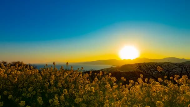 Zachód słońca upływ czasu canola kwiat ogród w Azumayama Park w Shounan Kanagawa szeroki strzał — Wideo stockowe