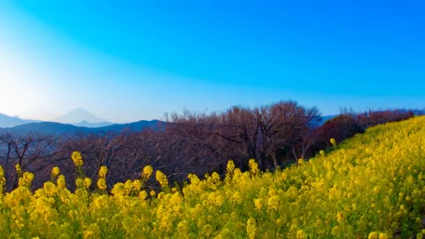 Naplemente idő telik Canola virágos kert Azumayama parkban Shounan Kanagawa széles lövés — Stock videók