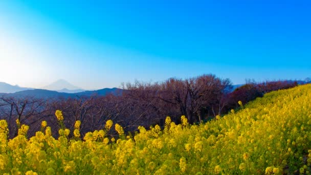 Naplemente idő telik Canola virágos kert Azumayama parkban Shounan Kanagawa széles lövés — Stock videók