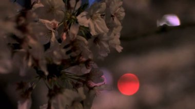 Gece yakın çekimde Tokyo'da parkta kiraz çiçeği