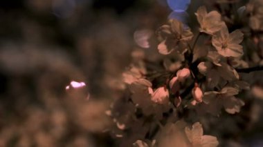 Gece yakın çekimde Tokyo'da parkta kiraz çiçeği