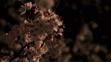 Gece yakın çekimde Tokyo'da parkta kiraz çiçeği