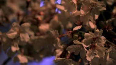 Gece yakın çekimde Tokyo'da parkta kiraz çiçeği