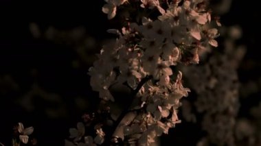 Gece yakın çekimde Tokyo'da parkta kiraz çiçeği