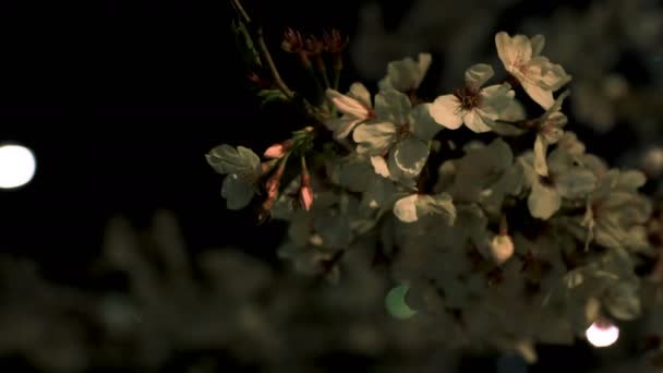 Cherry Blossom in het Park in Tokio bij nacht close-up — Stockvideo