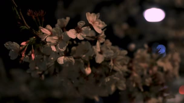 Fiori di ciliegio al parco di Tokyo di notte primo piano — Video Stock