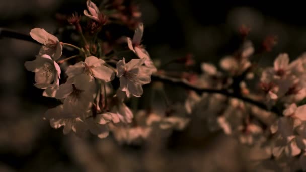 Цветение сакуры в парке Токио ночью крупным планом — стоковое видео