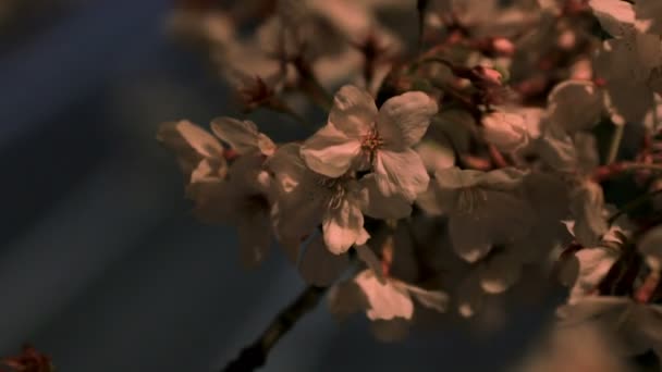 Kirschblüte im Park in Tokio in der Nacht Nahaufnahme — Stockvideo