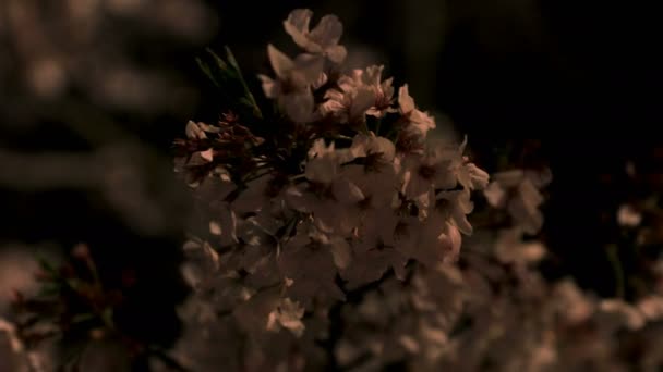 Fiori di ciliegio al parco di Tokyo di notte primo piano — Video Stock