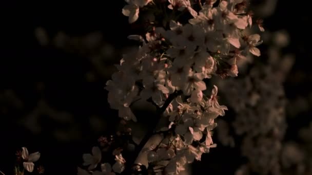 Fleur de cerisier au parc de Tokyo la nuit gros plan 