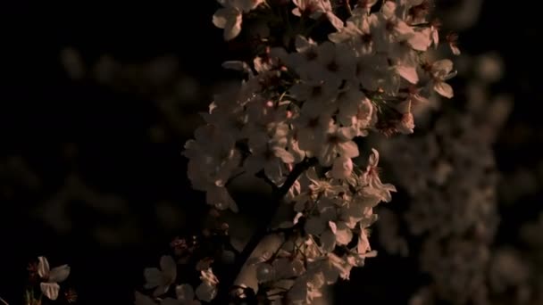 Fiori di ciliegio al parco di Tokyo di notte primo piano — Video Stock