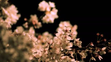 Gece yakın çekimde Tokyo'da parkta kiraz çiçeği
