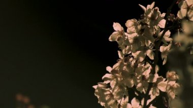 Gece yakın çekimde Tokyo'da parkta kiraz çiçeği