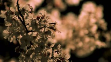 Gece yakın çekimde Tokyo'da parkta kiraz çiçeği