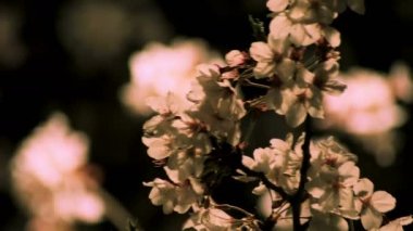 Gece yakın çekimde Tokyo'da parkta kiraz çiçeği