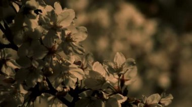 Gece yakın çekimde Tokyo'da parkta kiraz çiçeği