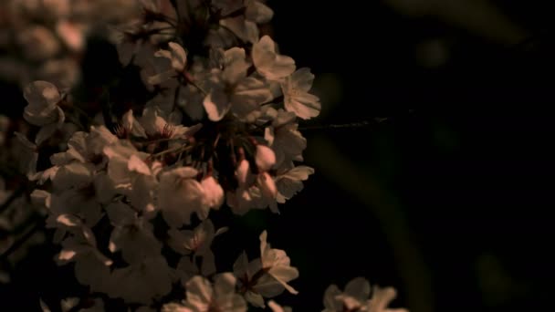 Fiori di ciliegio al parco di Tokyo di notte primo piano — Video Stock
