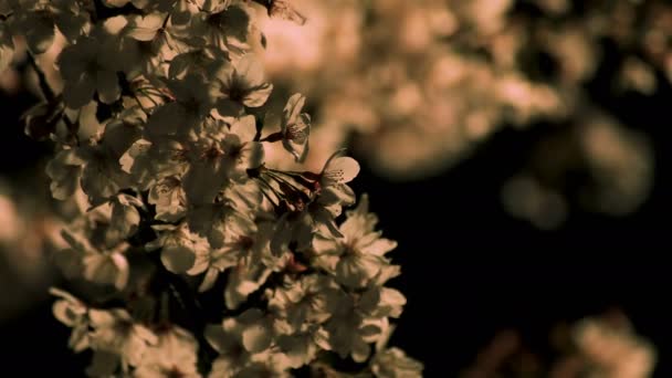 Fiori di ciliegio al parco di Tokyo di notte primo piano — Video Stock