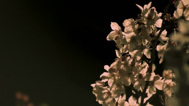 Fiori di ciliegio al parco di Tokyo di notte primo piano — Video Stock