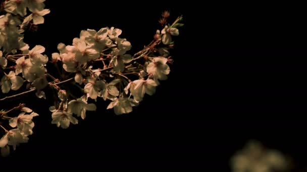 Вишневий цвіт в парку в Токіо вночі крупним планом — стокове відео