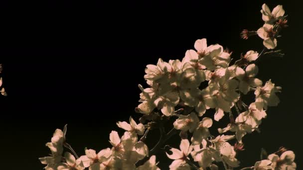 Άνθος κερασιάς στο πάρκο στο Τόκιο τη νύχτα κοντινό — Αρχείο Βίντεο