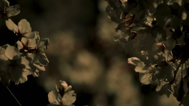 Fleur de cerisier au parc de Tokyo la nuit gros plan 
