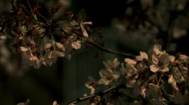 Gece orta çekim de Tokyo'da parkta Kiraz çiçeği