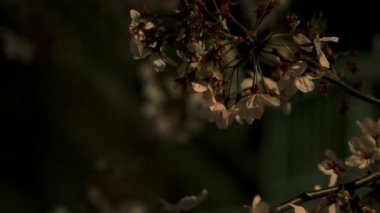 Gece orta çekim de Tokyo'da parkta Kiraz çiçeği
