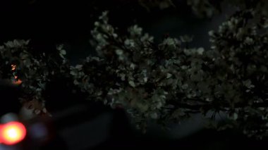 Gece orta çekim de Tokyo'da parkta Kiraz çiçeği