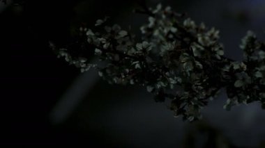 Gece orta çekim de Tokyo'da parkta Kiraz çiçeği