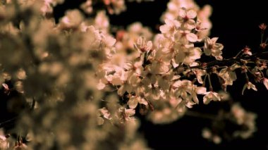 Gece orta çekim de Tokyo'da parkta Kiraz çiçeği