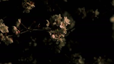 Gece orta çekim de Tokyo'da parkta Kiraz çiçeği