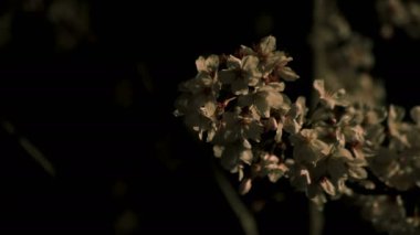 Gece orta çekim de Tokyo'da parkta Kiraz çiçeği