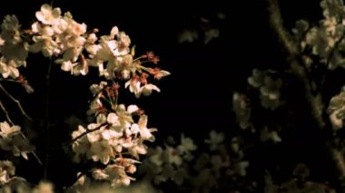 Gece orta çekim de Tokyo'da parkta Kiraz çiçeği